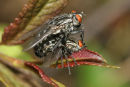 06-8892 Flesh Flies (Sorcophagidae spp) Mating
